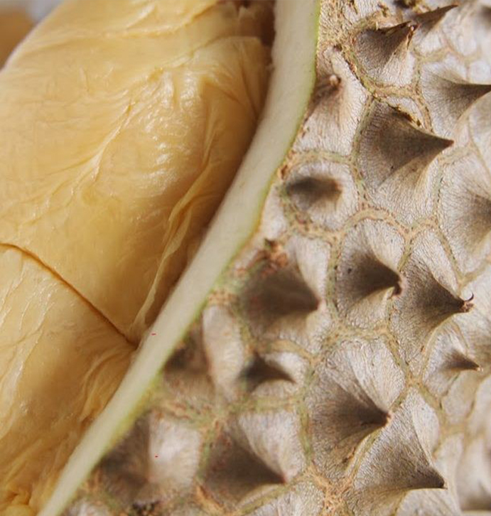 golden durian-featured-mobile-691x426