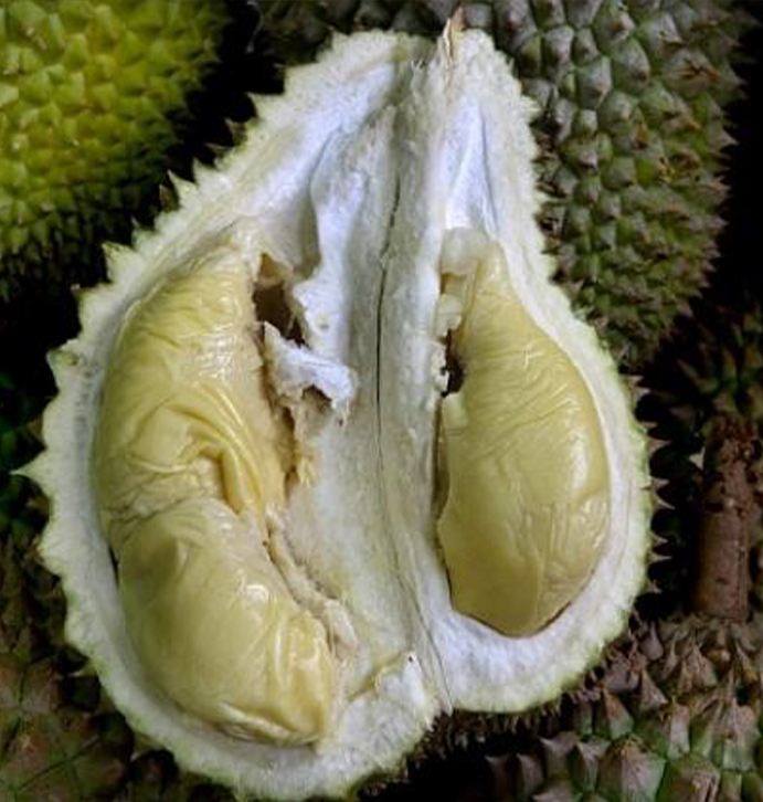 xodurian-featured-mobile-691x426