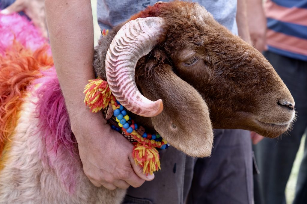 Qurban holiday in Muslim country
