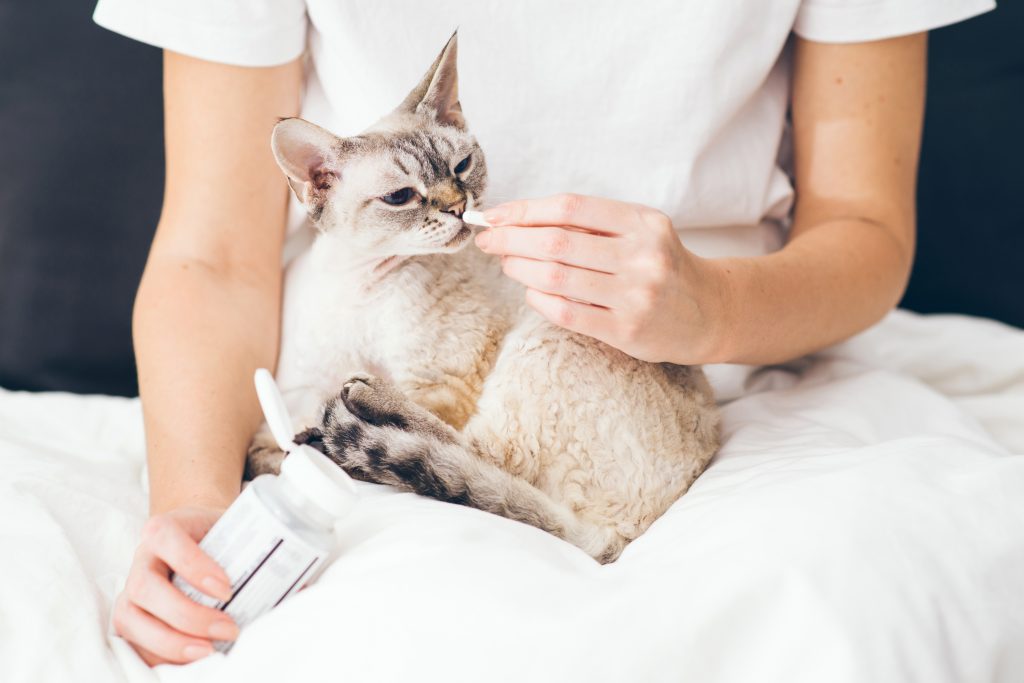 Woman at home holding her lovely Devon Rex cat on lap and gives it a pill.