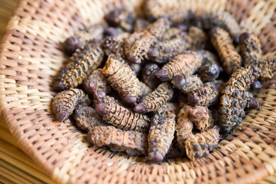 Mopane Worms