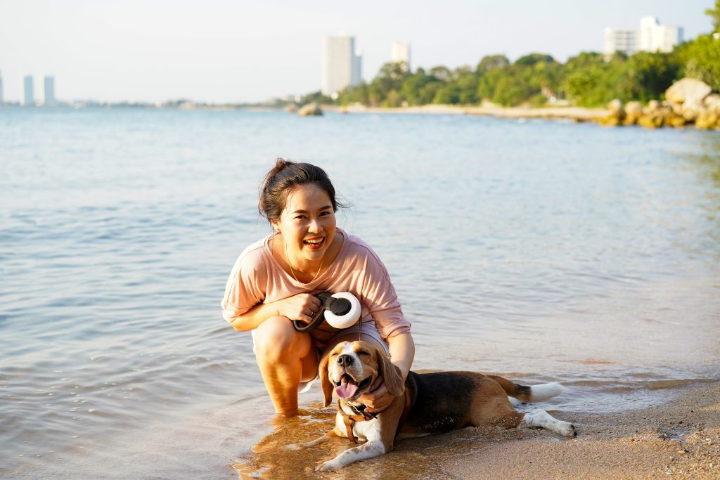 Woman,Is,Happy,To,Play,With,Beagle,Dog,,laying,On
