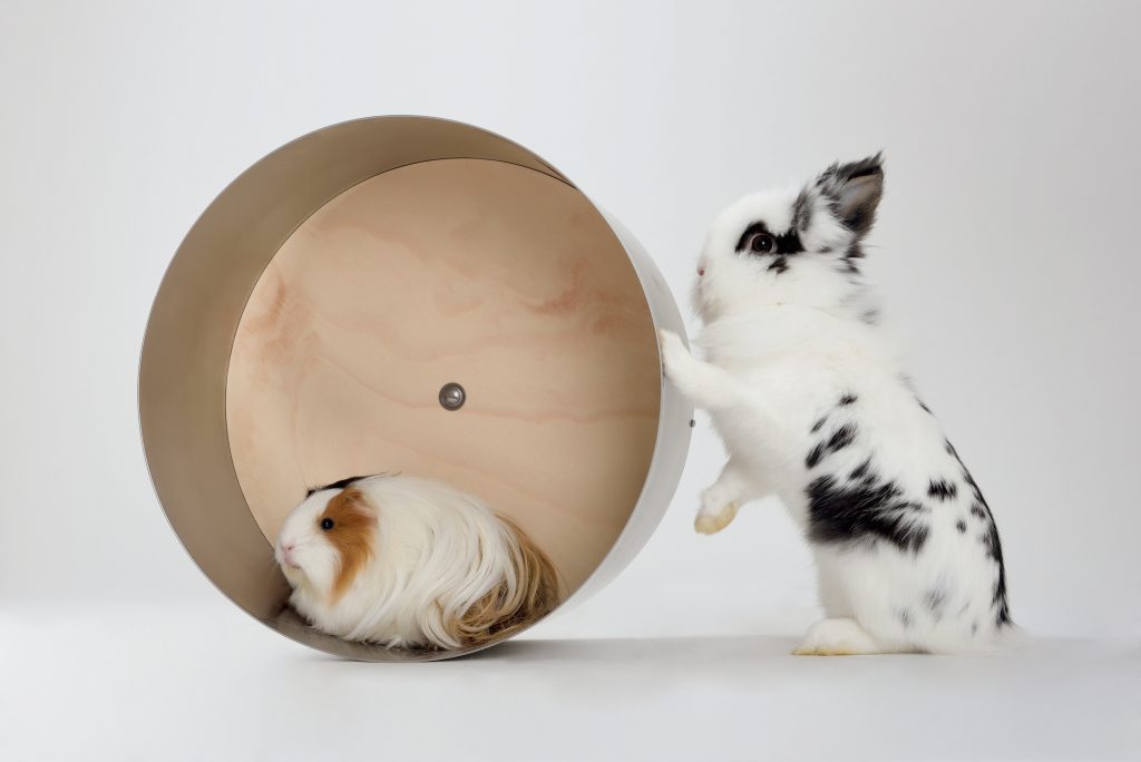 Little,Dwarf,Rabbit,With,Guinea,Pig,Isolated,On,White