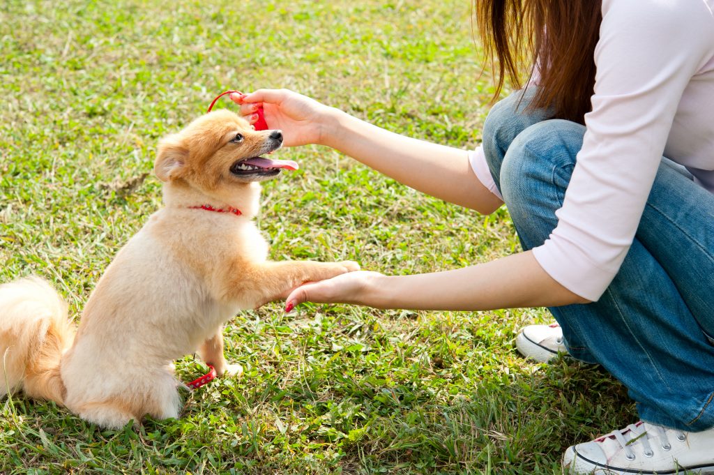 Beautiful,Asian,Woman,With,Dog,In,The,Park