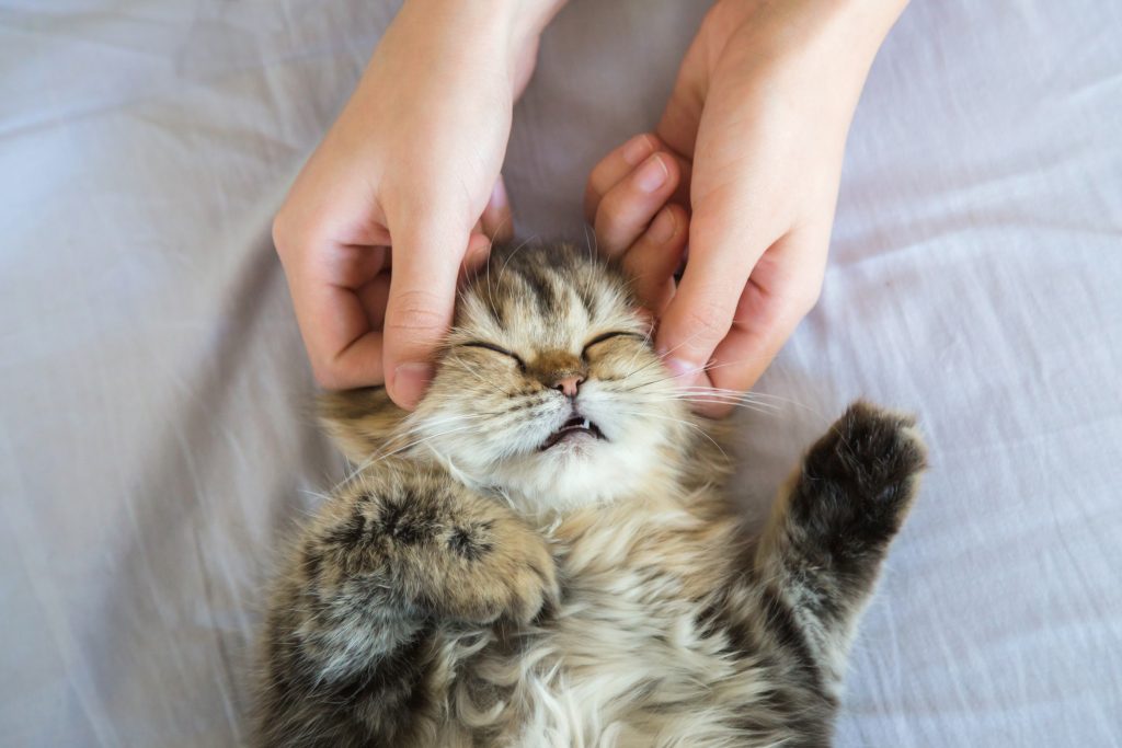 Woman,Hand,Petting,Or,Massage,A,Persian,Kitty,Cat,Head,