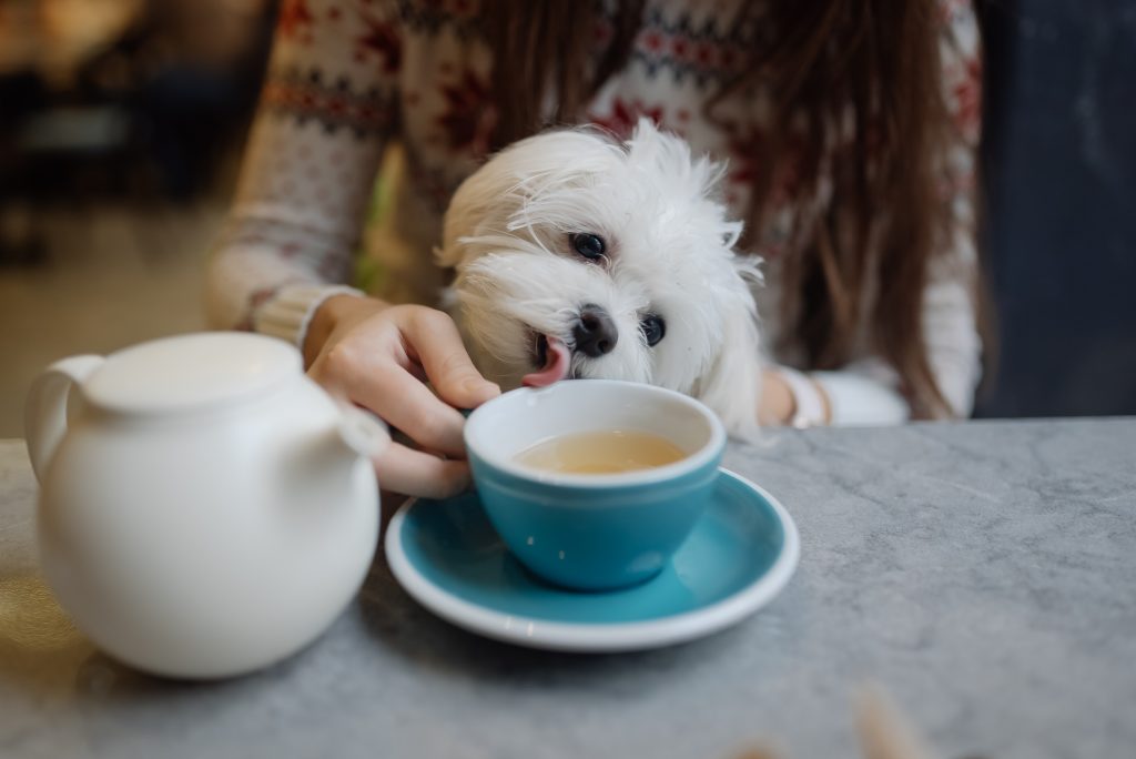 Beautiful woman is holding her cute dog, drinking coffee in cafe