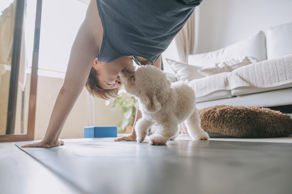 toy poodle kissing pet owner chinese woman during home workout yoga exercising living room home