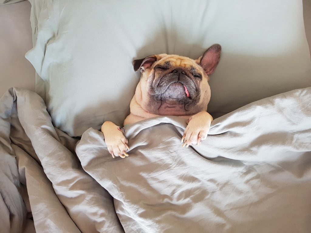 Cute pug dog sleep on pillow in bed and wrap with the blanket feel happy in relax time