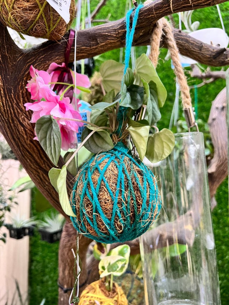 One moss ball hanging from a tree branch in turquoise twine