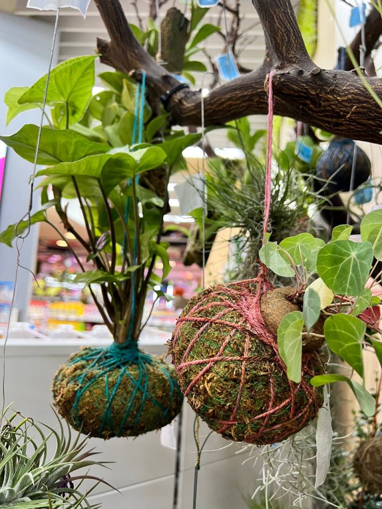 One moss ball tied in green twine, one moss ball tied in red twine and both are hanging from a branch