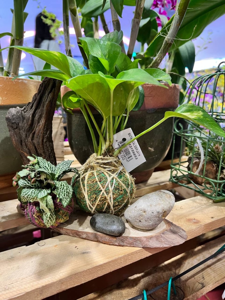 Single moss ball sitting on a wooden tabletop tied in natural twine