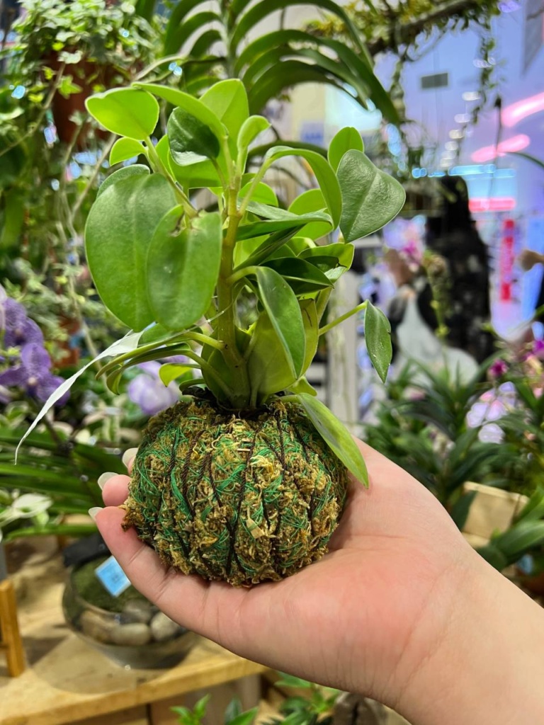 Chubby hand holding one moss ball tied in black twine
