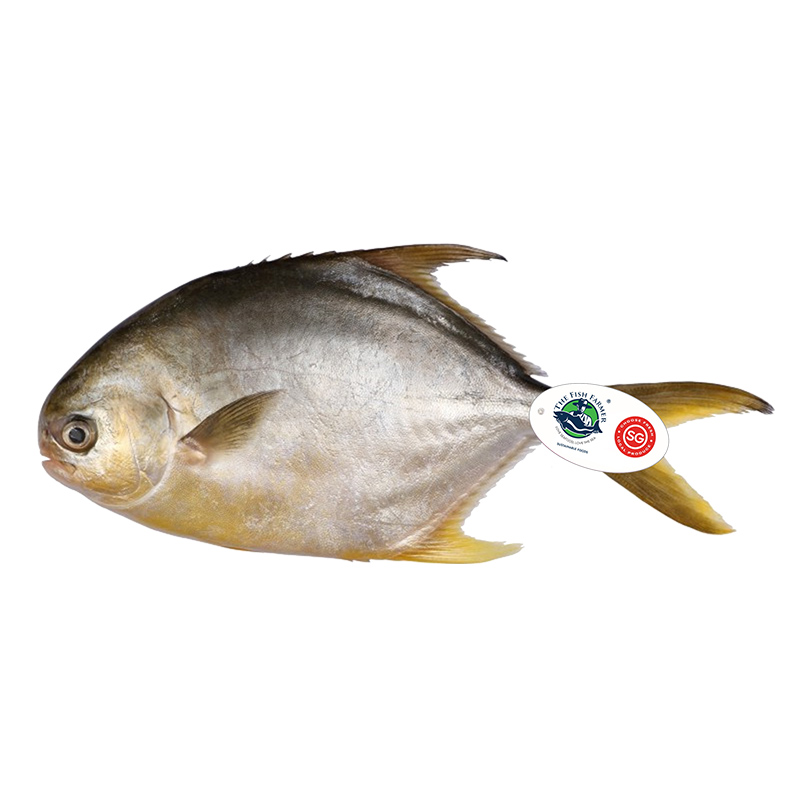 TFF-Golden-Pomfret THE FISH FARMER Golden Pomfret