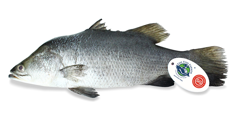 TFF-Seabass-Barramundi_New-Tag-2020 THE FISH FARMER Seawater Seabass